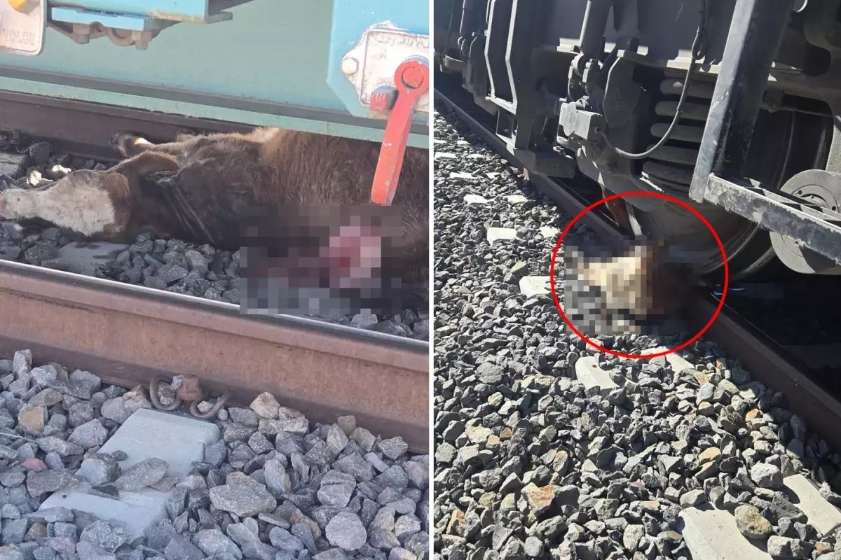 sahtekar dedikleri muteahhit koyluleri perisan etti tarim ve hayvancilik yapamaz hale geldik 8zONg6uC