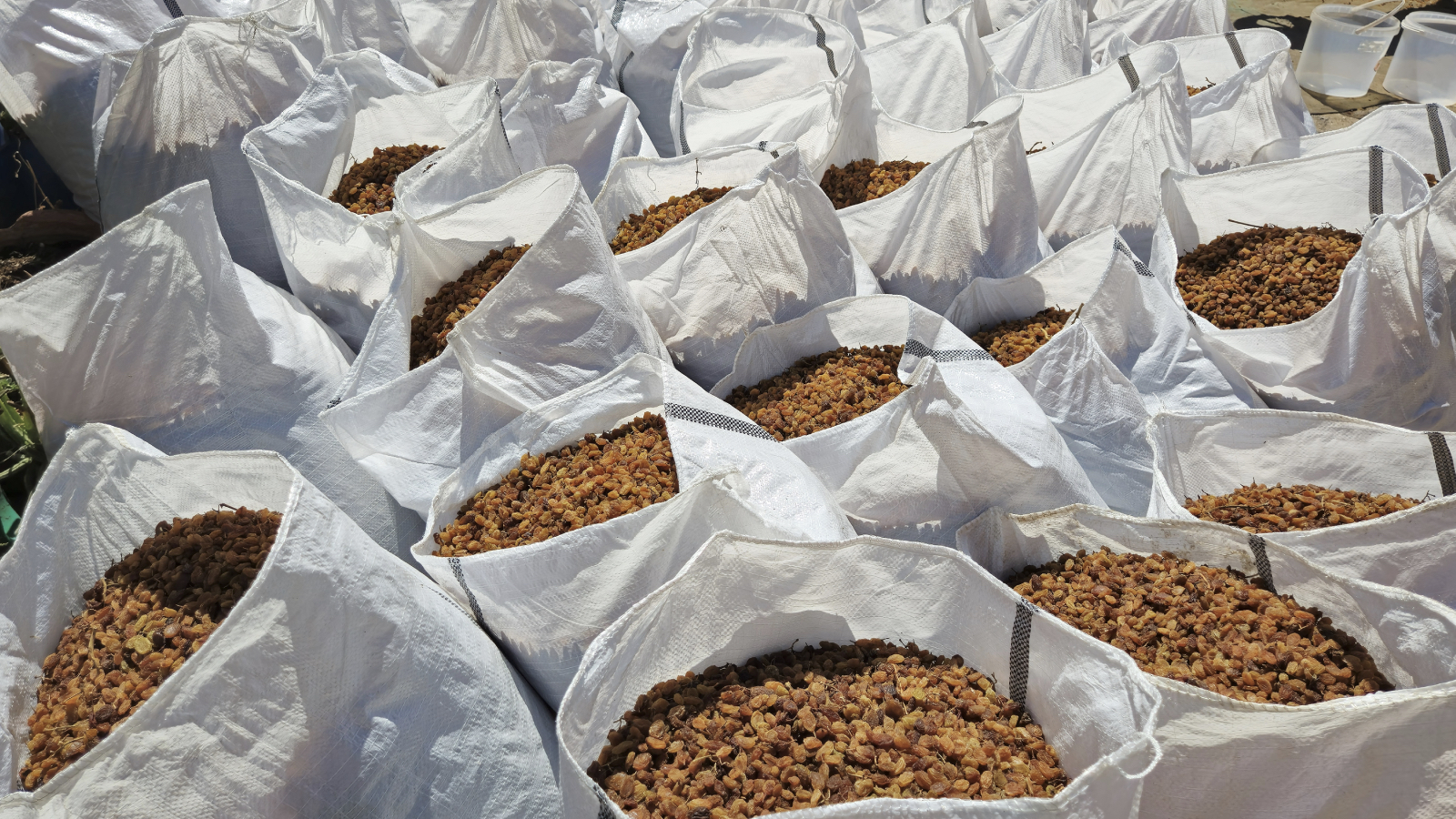 turkiyenin kuru uzum ihracati 5465 milyon dolarla rekor kirdi xXp8eJJQ