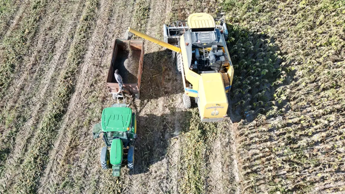 yesilhisarda aycicegi hasadi basladi R6U93tK4