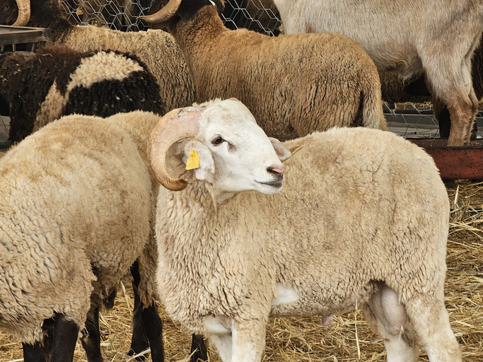 2026 kurban bayrami ne zaman kac gun tatil olacak 9 gun mu kurban bayrami baslangic ve bitis tarihi 2026 pkZfpI7U.jpg