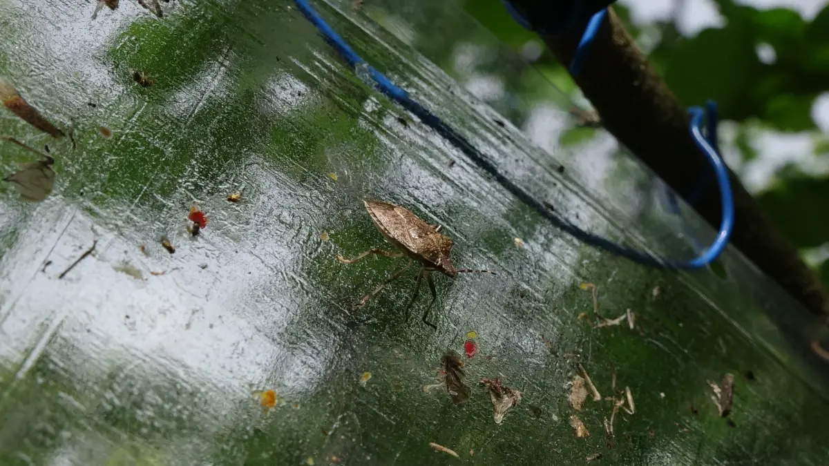 findikta 250 bin ton rekolte kaybi cWYAjraE.jpg