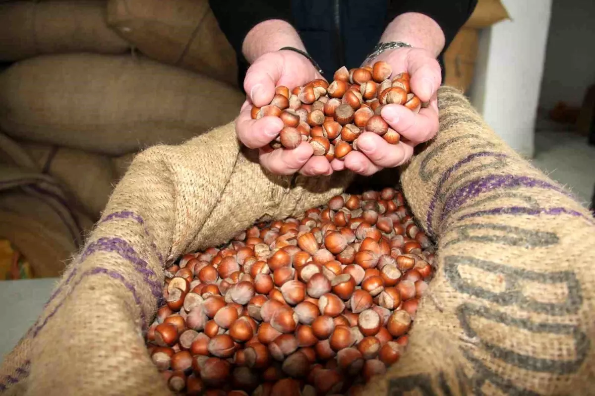 giresunda findik fiyatlari haftayi 315 liradan kapadi OwHd3E2w