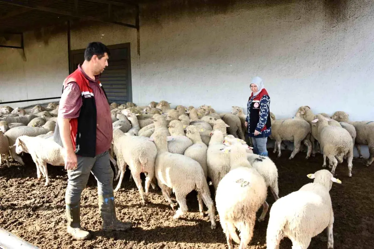 aliagada damizlik koyun uretim merkezi projesi tamamlandi XMw5hJYc.jpg