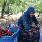 Böyle giderse çiftçi ağaçlarını kesecek: Tarlada 75 markette 150 lira!