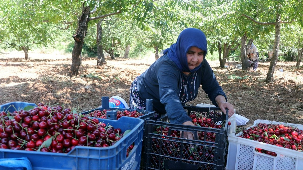Böyle giderse çiftçi ağaçlarını kesecek: Tarlada 75 markette 150 lira!